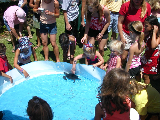 Kids get to touch live baby sea turtles!