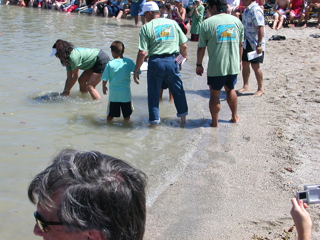 Eight turtles were released on 4July05
