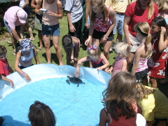 Kids get to touch live baby sea turtles!
