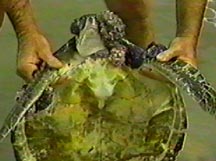 Emaciated and Tumor-ridden Green Sea Turtle