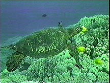 Green Sea Turtle Swimming