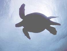 Sea turtle